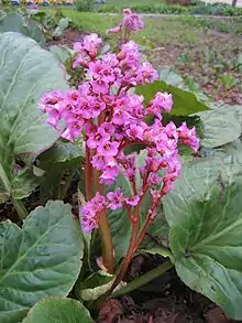 Bergenia cordifolia