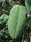 Detail of a leaf with purple venation and trichomes