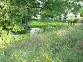 Wild flowers along a waterway