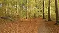 Leaffall brings out the colours. The forest is dotted with concrete air-raid shelters from WW II.