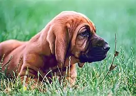 Bloodhound puppy