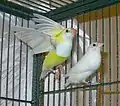 White Gouldian finch and yellow Gouldian finch mutation