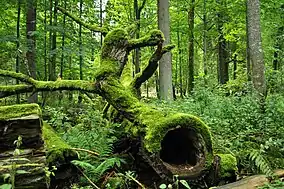 A fallen tree covered in moss