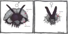 Male and female flies in the family Bibionidae have sexually dimorphic eye structures, most notably the enlarged dorsal eye seen in males and absent in females