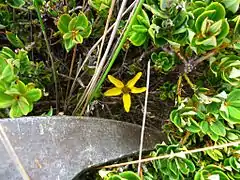 Bidens andicola