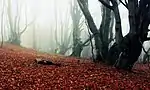 Foggy forest