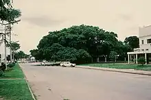 A tree with very widely spread branches, viewed from across the street