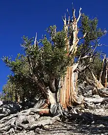 Great Basin Bristlecone pine