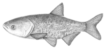 Bighead carp