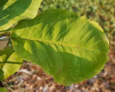 A single large leaf