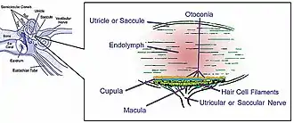 Illustration of otolith organs