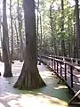 Cypress Swamp