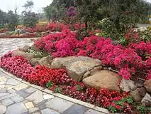 Bougainvillea  hybrids during the 2016 exhibition