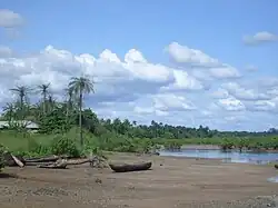 Mangroves along the coast