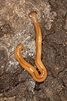 Bipalium adventitium close up under a rock, North California, USA.