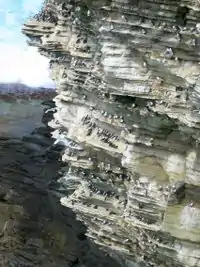 Image 12Seabird colonies on a crag on the Brough of Birsay, OrkneyCredit: Tbc