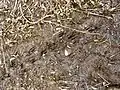 Roe deer tracks, at Bishop Monkton Ings