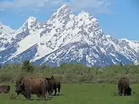 Bison grazing in Jackson Hole