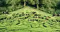 Bisons at Meghamalai