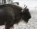 European bison