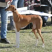 image of a slender dog vaguely like a greyhound. White front legs, rest of body light brown. very short hair, pronounced ribcage with some ribs visible, thin tail up and curved into a circle with a white tip. ears triangular in shape drooping down close to the head.