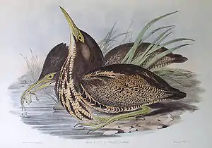 Gould lithograph of a pair of Australasian bitterns