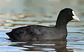 Eurasian coot, Fulica atra