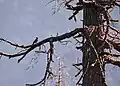 Male at Guna Pani (9000 ft) in Kullu-Manali District of Himachal Pradesh, India