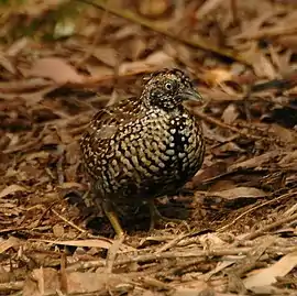 brown and black bird on forest floor