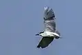 adult in flight, Cyprus