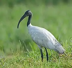 Black-headed Ibis in Basai