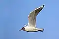 Black-headed gull