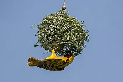 male nest building, Uganda