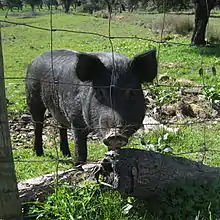 Black Iberian pig