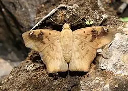 Dry-season form