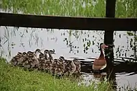 An adult Black-bellied Whistling Duck and sixteen ducklings in Parrish, Florida