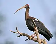 Black ibis