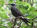 Black noddy