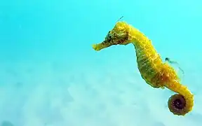 Seahorses rely on stealth to ambush small prey such as copepods. They use pivot feeding to catch the copepod, which involves rotating their snout at high speed and then sucking in the copepod.