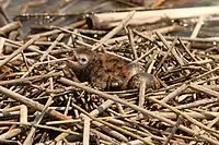 A newly hatched chick and two eggs on a nest made of floating reeds, in Ontario, Canada