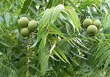 Eastern Black Walnut