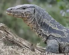 Black water monitor