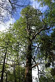 Black alder in Ås, Norway