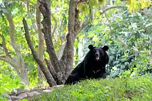 Black bear in Thiruvananthapuram Zoo