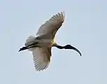 Ibis in flight