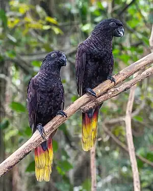 Black lory