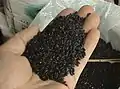 Black japonica rice