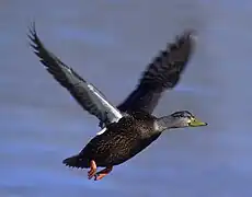 Black duck