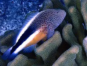 Purple Forsters Hawkfish in Maui, Hawaii, 2020