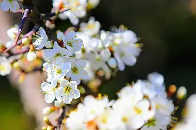 Close-up of flowers